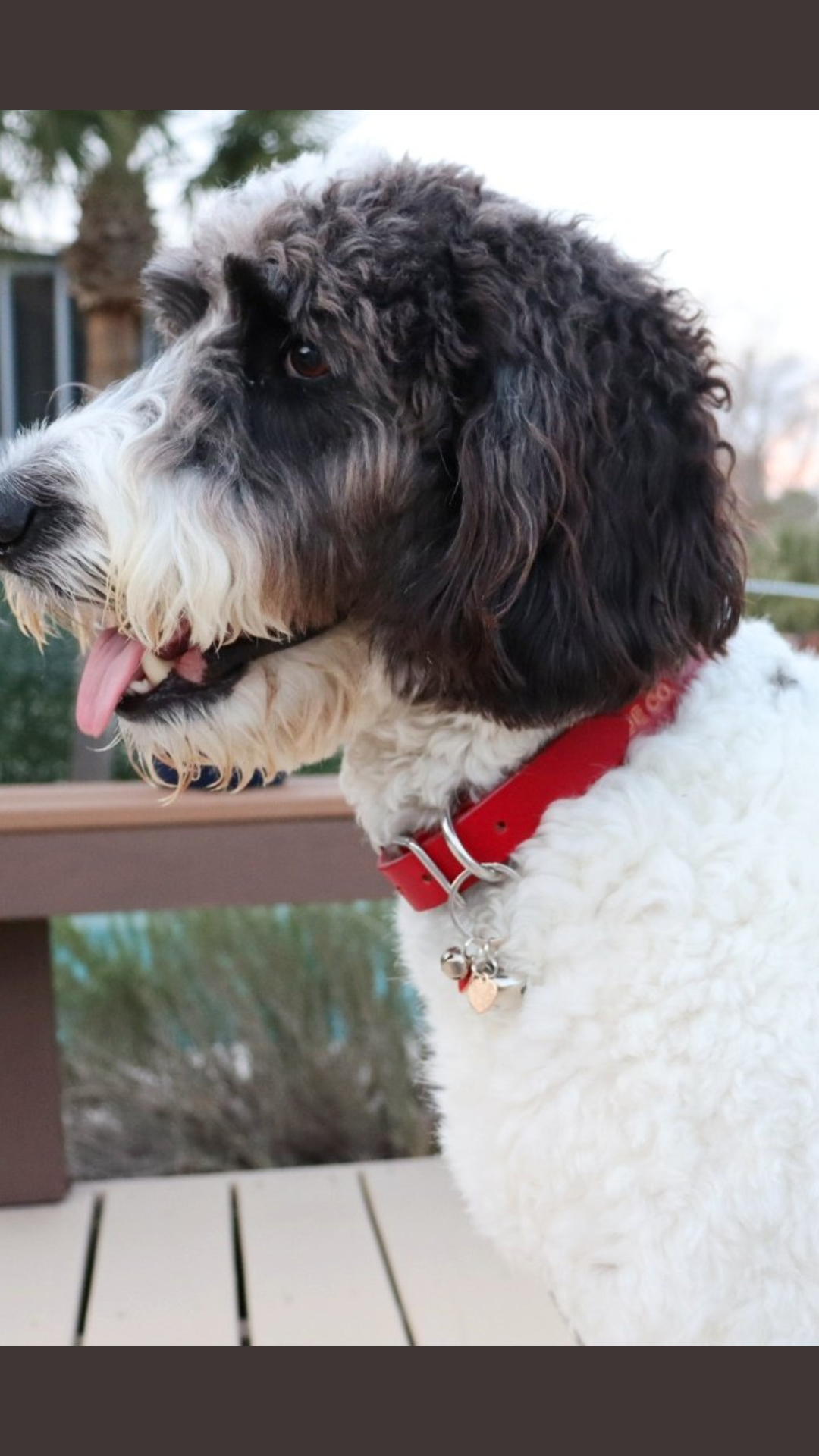 Red Pet Collar