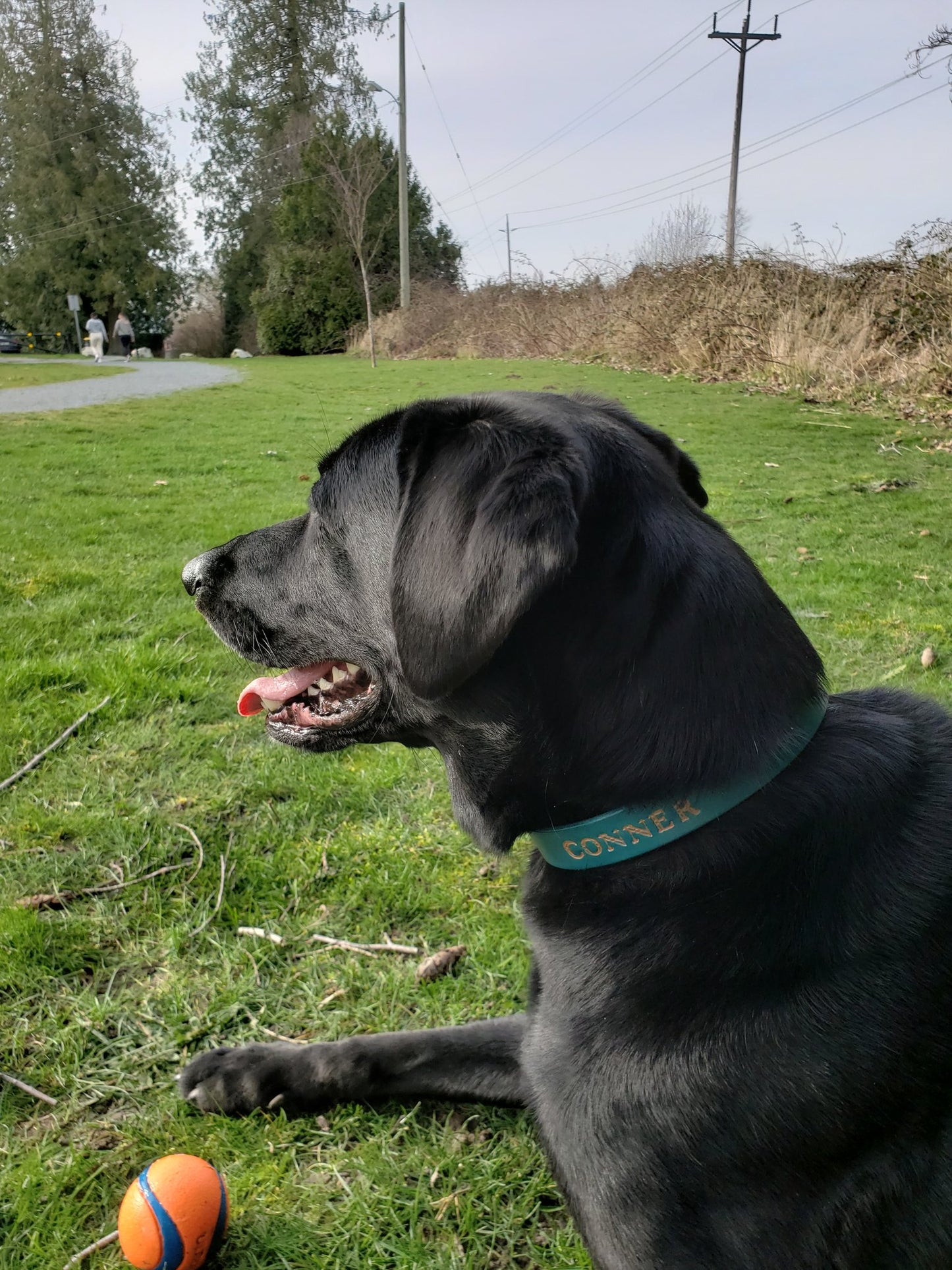 Meet Steel Hide Pal, Connor!