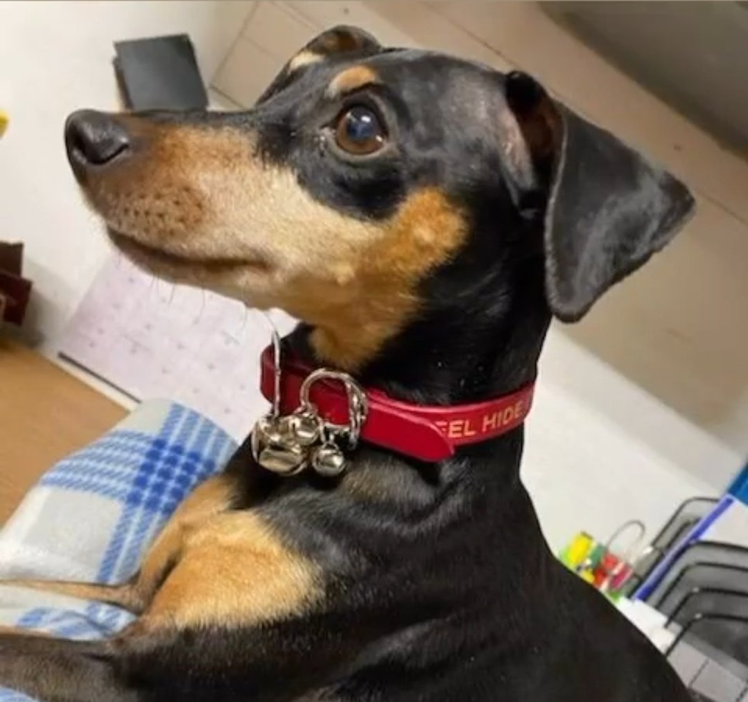 Red Pet Collar